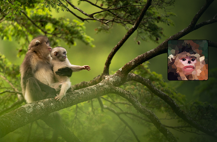 Yunnan Golden Monkey