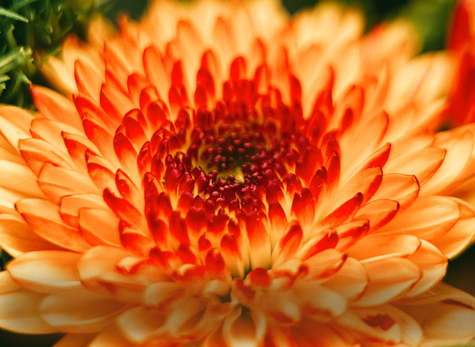 Using 75mm Telephoto Macro Lens