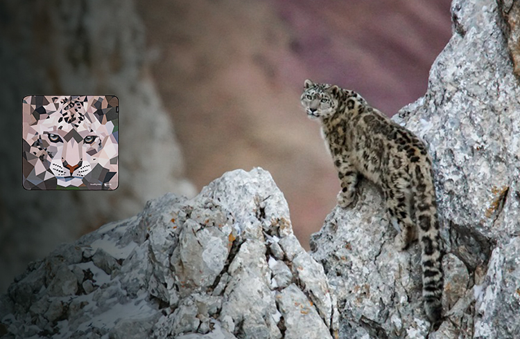 Snow Leopard