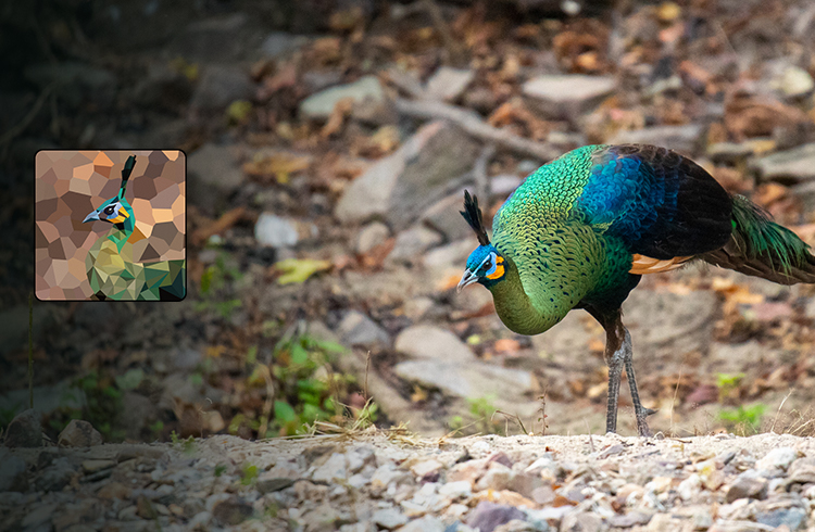 Green Peacock