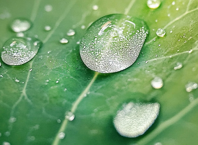 Plants