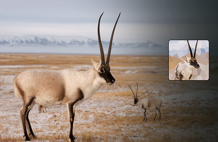 Tibetan Antelope