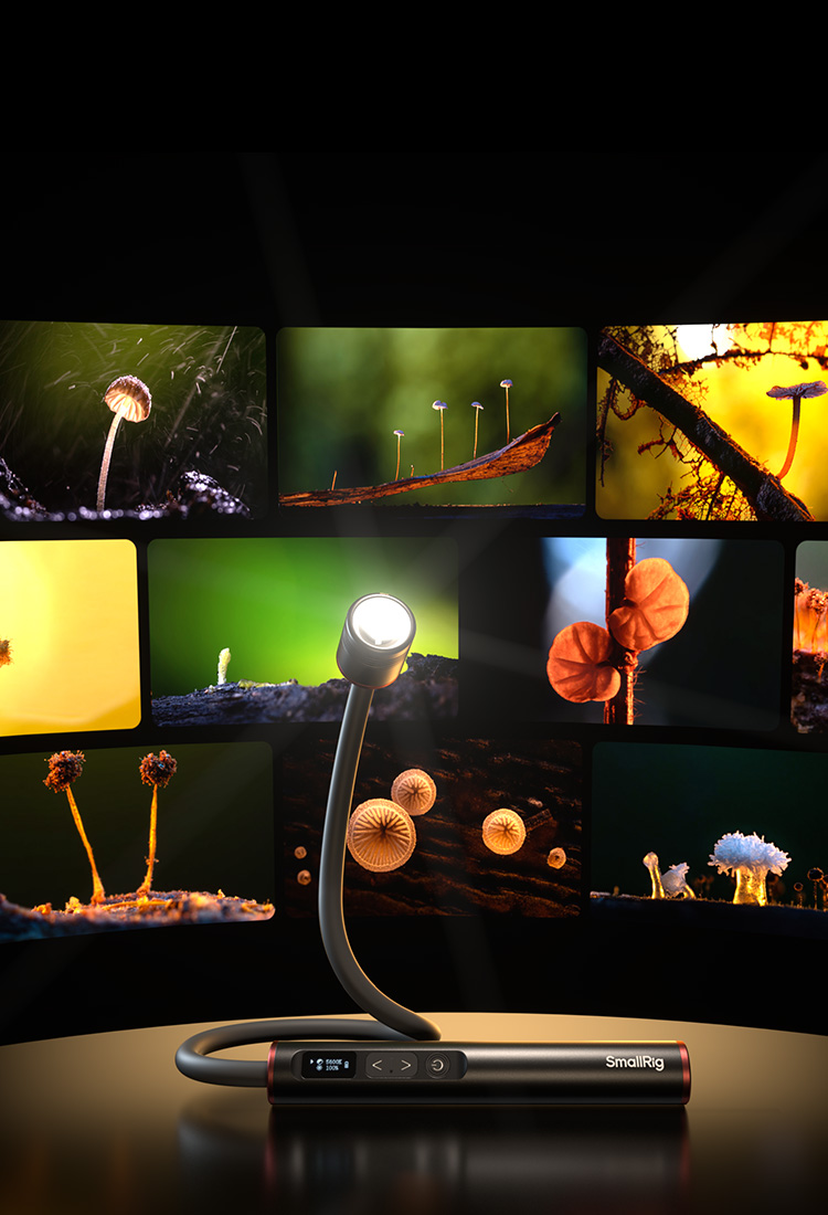 RM 01B: Into the Fungi-Verse